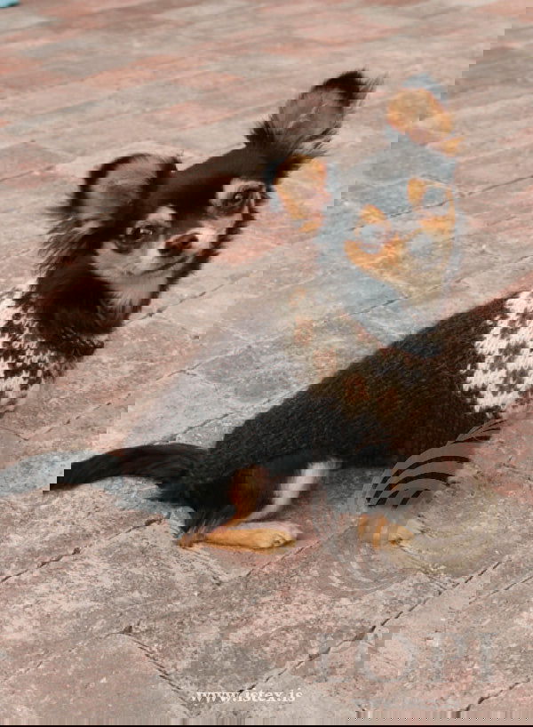 Voff - Lopidesign